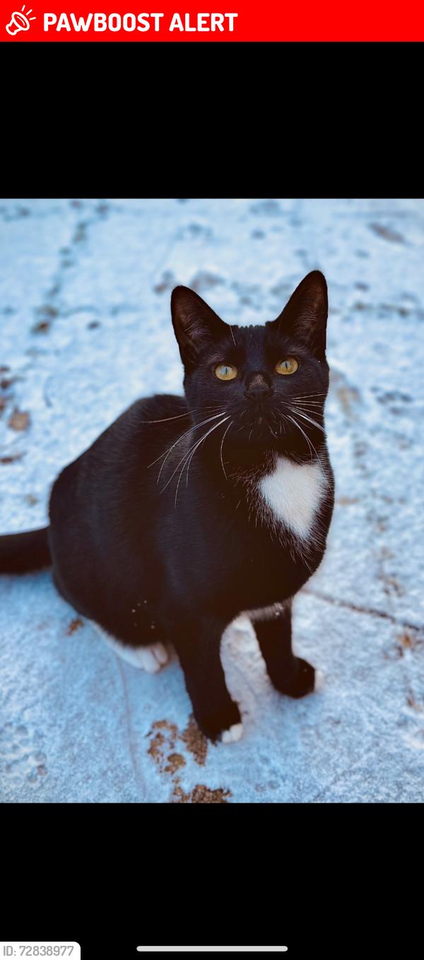 Lost Female Cat last seen Lymbrook Close , South Leigh, England OX29 6XL