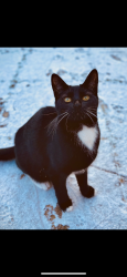 Lost Female Cat last seen Lymbrook Close , South Leigh, England OX29 6XL