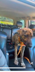 Lost Female Dog last seen Highland oaks school , Memphis, TN 38125