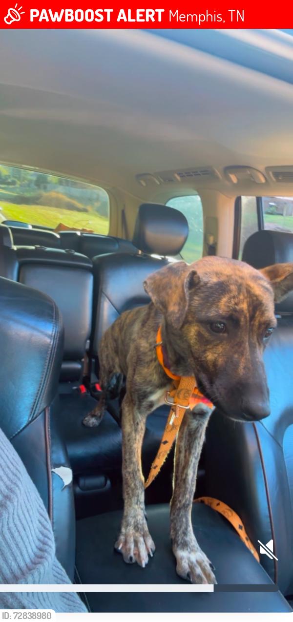 Lost Female Dog last seen Highland oaks school , Memphis, TN 38125