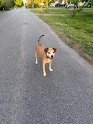 Found/Stray Male Dog last seen Oriel ave and glenrose , Nashville, TN 37210