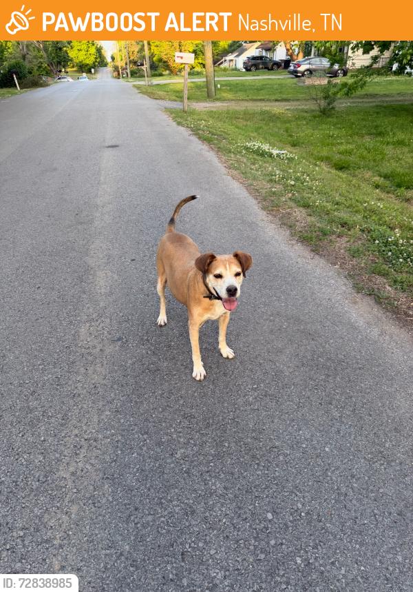Found/Stray Male Dog last seen Oriel ave and glenrose , Nashville, TN 37210