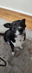Lost Male Dog last seen Sturdy and Maybern, St. Louis, MO 63126