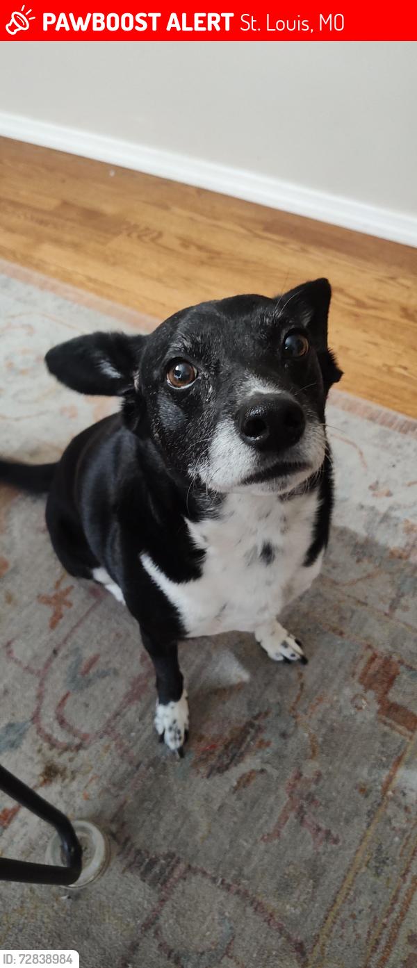 Lost Male Dog last seen Sturdy and Maybern, St. Louis, MO 63126