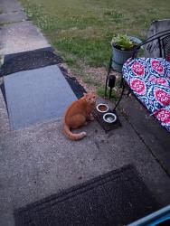 Found/Stray Unknown Cat last seen Durango Rd, Laurel, VA 23228