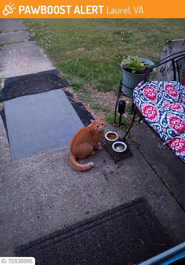 Found/Stray Unknown Cat last seen Durango Rd, Laurel, VA 23228