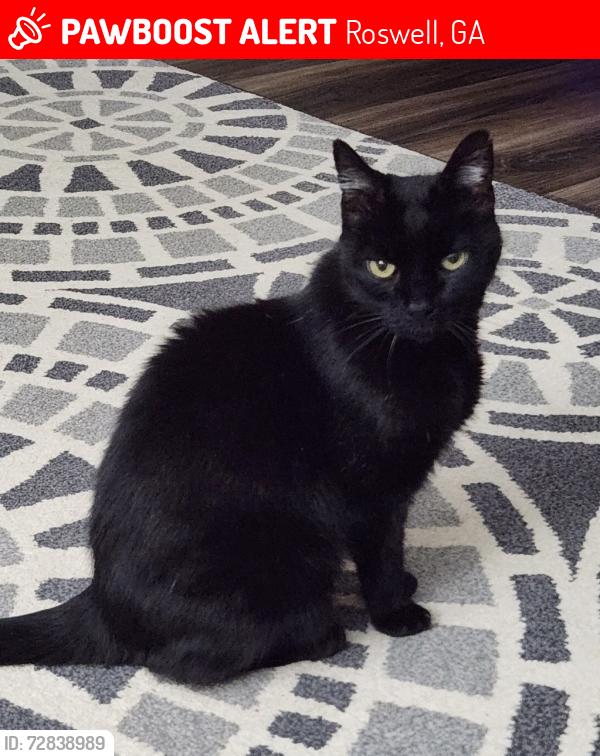Lost Male Cat last seen Coleraine pl @ Wexford, Roswell, GA 30075
