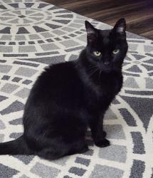 Lost Male Cat last seen Coleraine pl @ Wexford, Roswell, GA 30075
