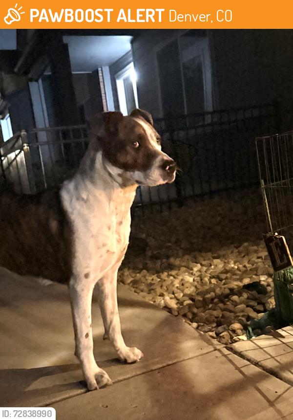 Found/Stray Unknown Dog last seen Valencia/willow st / east Mississippi Ave , Denver, CO 80247