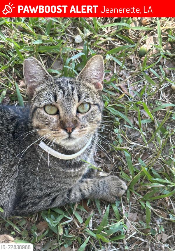 Lost Female Cat last seen East old Spanish trail , Jeanerette, LA 70544