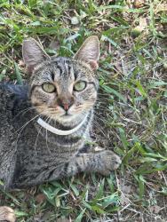 Lost Female Cat last seen East old Spanish trail , Jeanerette, LA 70544