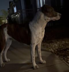 Found/Stray Female Dog last seen Near E Mississippi Ave, Denver, CO 80247