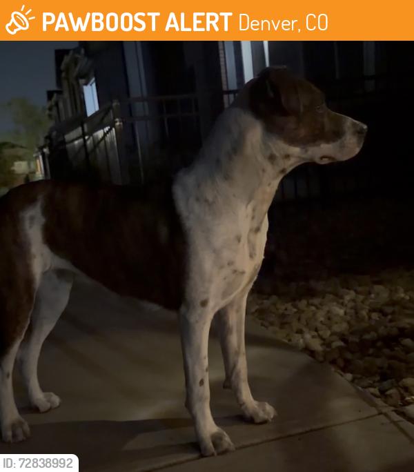 Found/Stray Female Dog last seen Near E Mississippi Ave, Denver, CO 80247