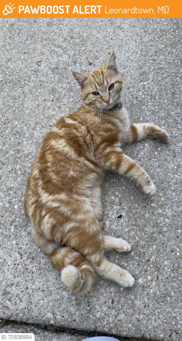 Found/Stray Male Cat last seen Avenmar , Leonardtown, MD 20650