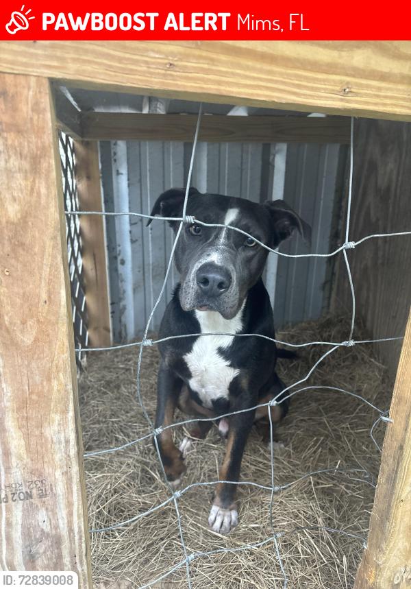 Lost Male Dog last seen Independence dr & freedom rd, Mims, FL 32754