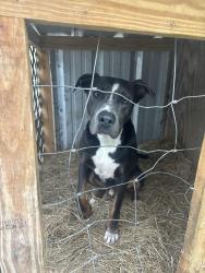 Lost Male Dog last seen Independence dr & freedom rd, Mims, FL 32754