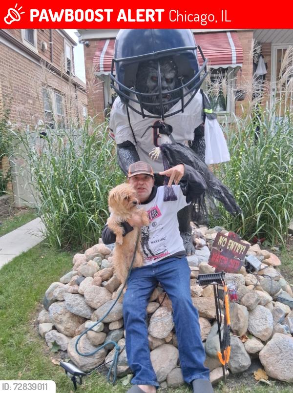 Lost Male Dog last seen West Lawn, Chicago, IL 60629