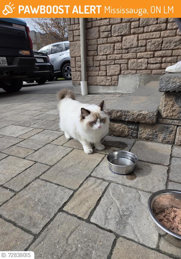 Found/Stray Unknown Cat last seen Owls Foot Drove and Long Valley, Mississauga, ON L5M