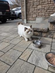 Found/Stray Unknown Cat last seen Owls Foot Drove and Long Valley, Mississauga, ON L5M