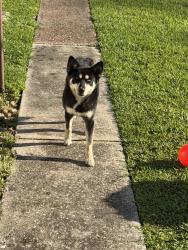 Found/Stray Unknown Dog last seen South street, Beaumont, TX 77702