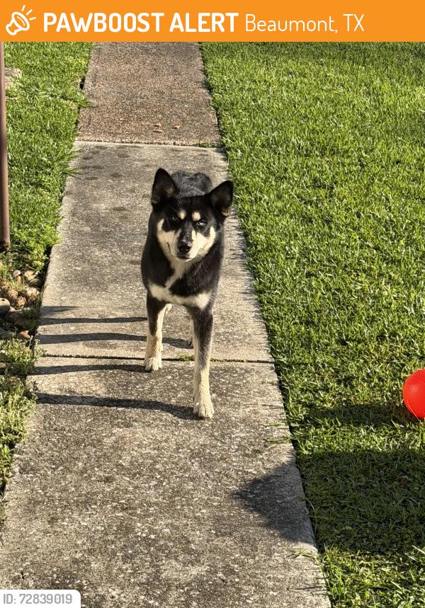 Found/Stray Unknown Dog last seen South street, Beaumont, TX 77702