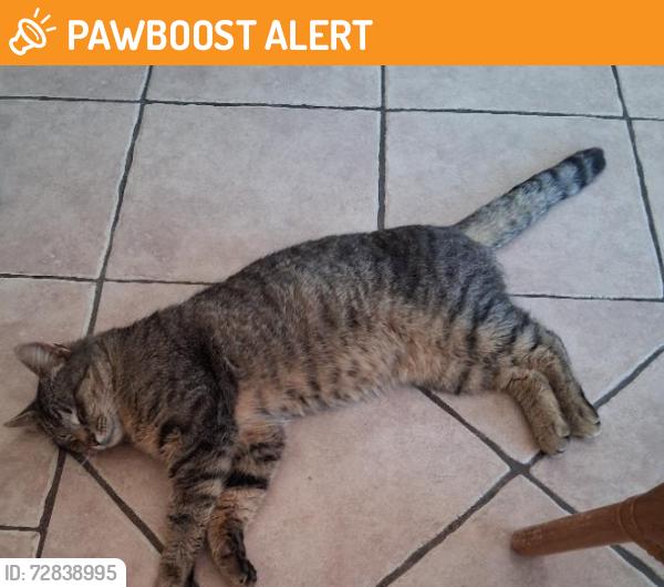 Found/Stray Male Cat last seen Tar Heels Road and Paxson , Hamilton Township, NJ 08690