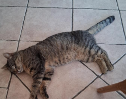 Found/Stray Male Cat last seen Tar Heels Road and Paxson , Hamilton Township, NJ 08690