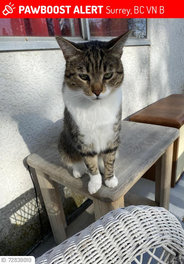 Lost Male Cat last seen Near st 74th ave, Surrey, BC V4N 6B2