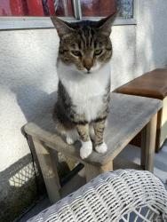 Lost Male Cat last seen Near st 74th ave, Surrey, BC V4N 6B2
