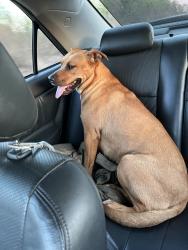 Found/Stray Female Dog last seen Porter Rd NE, Silverton, OR 97381