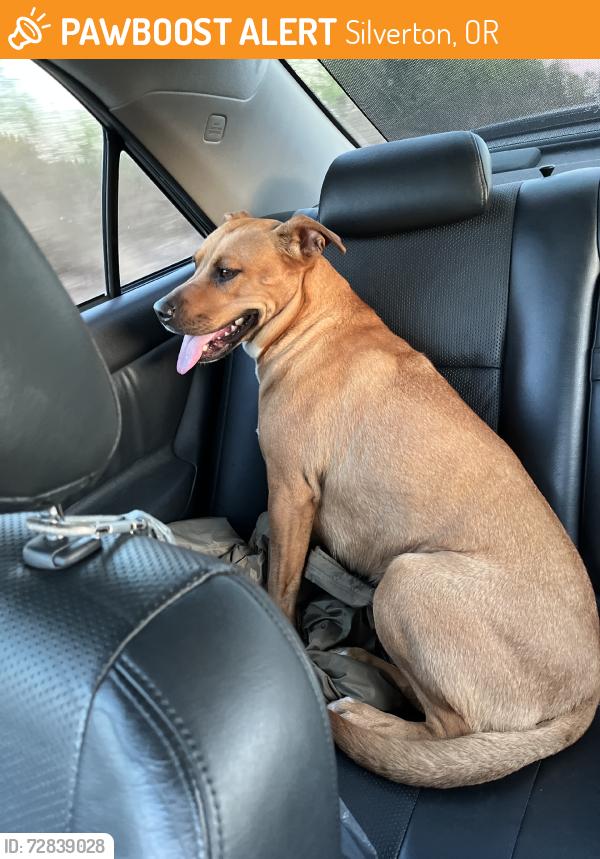 Found/Stray Female Dog last seen Porter Rd NE, Silverton, OR 97381