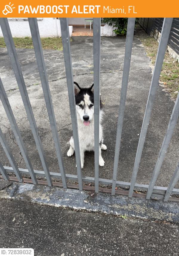Found/Stray Unknown Dog last seen Near SW 19th StMiami, FL  33145United States, Miami, FL 33145