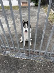 Found/Stray Unknown Dog last seen Near SW 19th StMiami, FL  33145United States, Miami, FL 33145