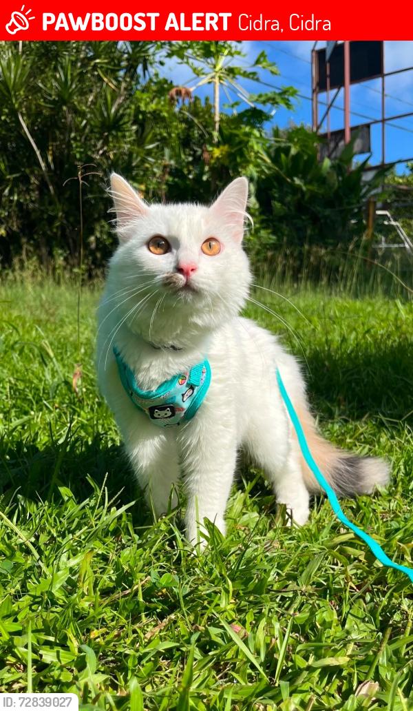 Lost Female Cat last seen Arenas mini market, Cidra, Cidra 00739