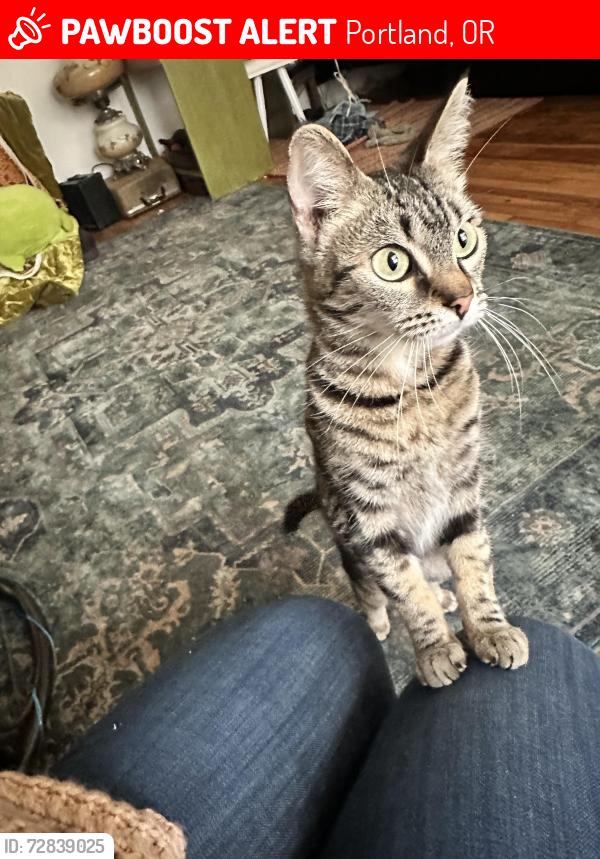 Lost Female Cat last seen Near NW Upshur, Portland, Portland, OR 97210