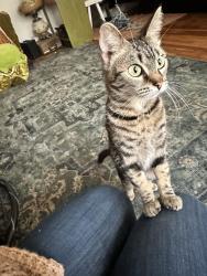 Lost Female Cat last seen Near NW Upshur, Portland, Portland, OR 97210