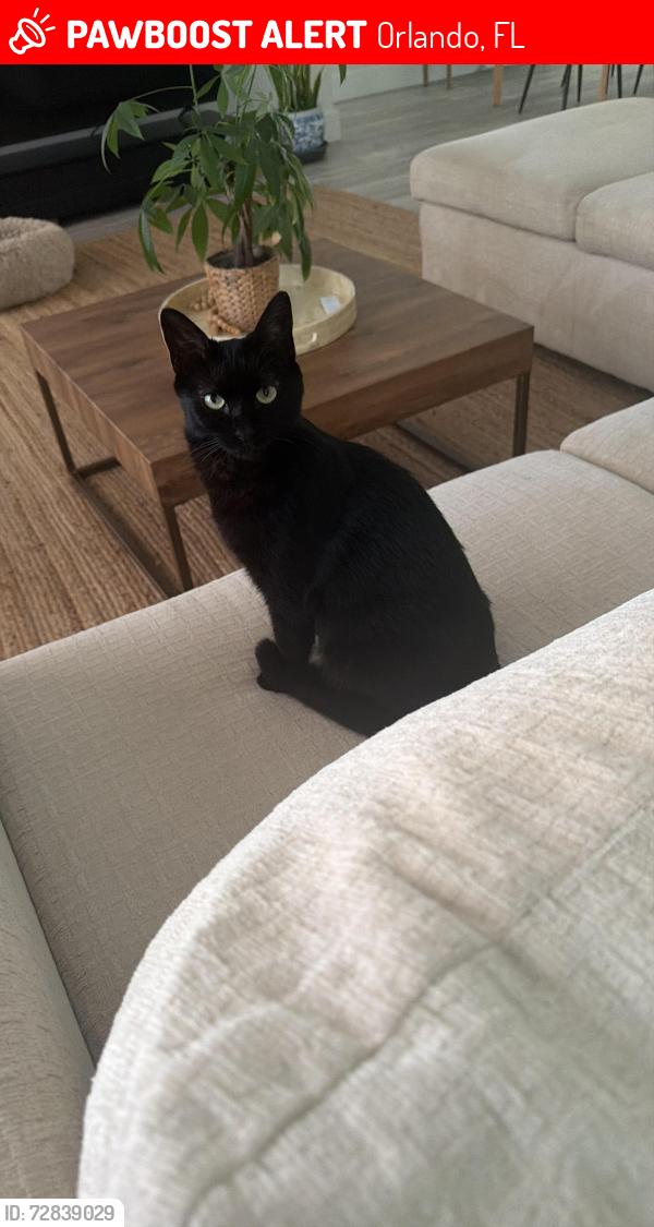 Lost Female Cat last seen appopka vineland with Kelgore road, Orlando, FL 32836
