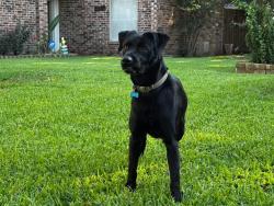 Found/Stray Unknown Dog last seen Bermuda Dunes, Houston, TX 77069
