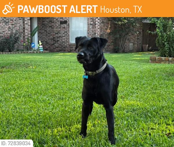 Found/Stray Unknown Dog last seen Bermuda Dunes, Houston, TX 77069