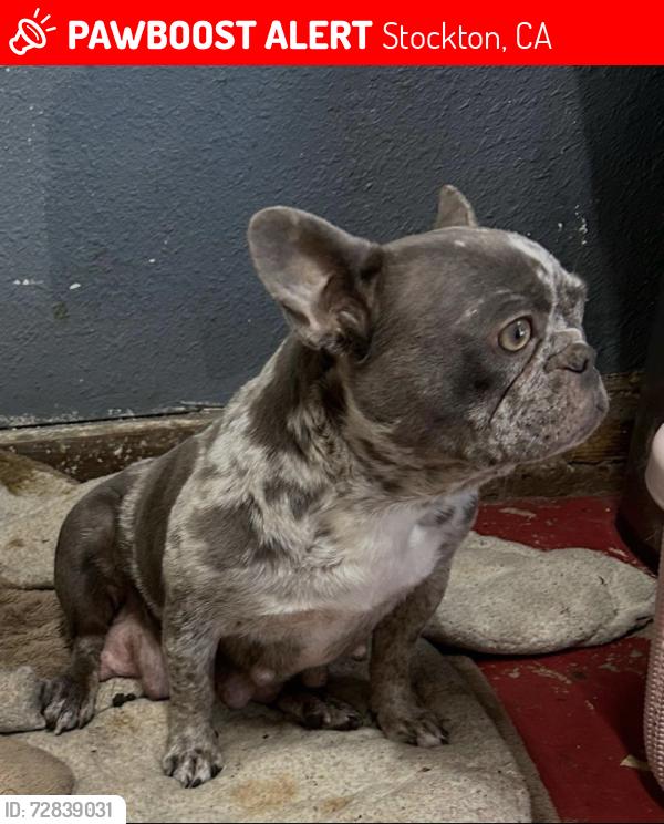 Lost Female Dog last seen Ridgeway Ave & E Banbury Dr, Stockton, CA 95207