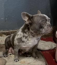 Lost Female Dog last seen Ridgeway Ave & E Banbury Dr, Stockton, CA 95207
