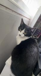 Lost Female Cat last seen West side of joliet, Joliet, IL 60435