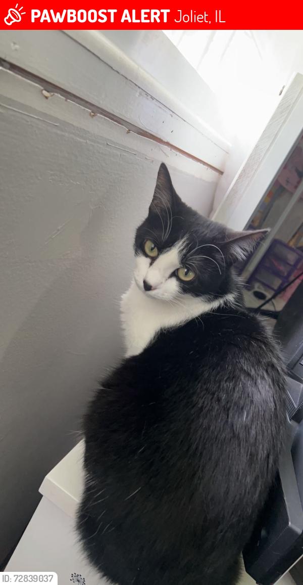 Lost Female Cat last seen West side of joliet, Joliet, IL 60435