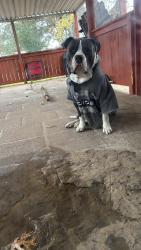 Found/Stray Male Dog last seen Near s 108th east ave, Tulsa, OK 74128