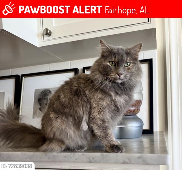 Lost Female Cat last seen orange street pier, Fairhope, AL 36532