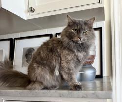 Lost Female Cat last seen orange street pier, Fairhope, AL 36532