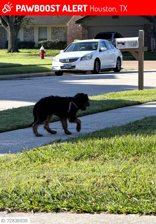 Lost Male Dog last seen Kleindale Court , Houston, TX 77066