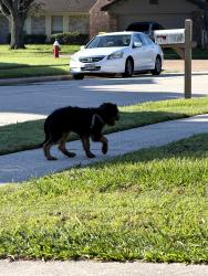 Lost Male Dog last seen Kleindale Court , Houston, TX 77066