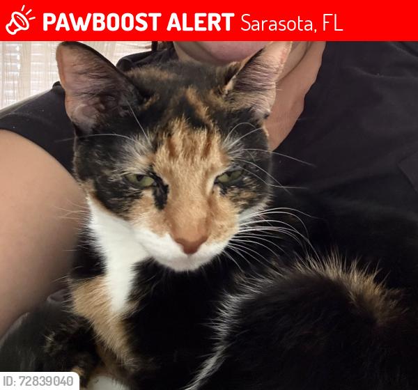 Lost Female Cat last seen Alta Vista and Conrad, Sarasota, FL 34237