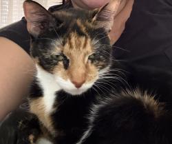 Lost Female Cat last seen Alta Vista and Conrad, Sarasota, FL 34237